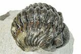 Enrolled Phacopid (Adrisiops) Trilobite - Jbel Oudriss, Morocco #249716-1